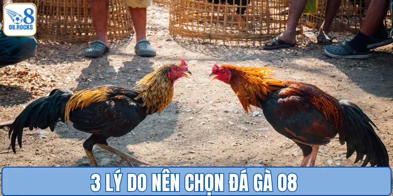 3 lý do nên chọn đá gà O8