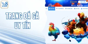 Trang Đá Gà Uy Tín O8 - Sân Chơi Đẳng Cấp Số 1 Việt Nam